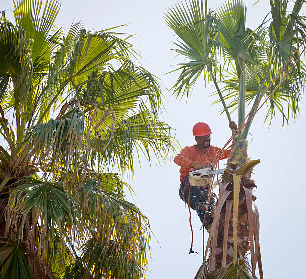 Best Palm Tree Trimming  in Brigham City, UT